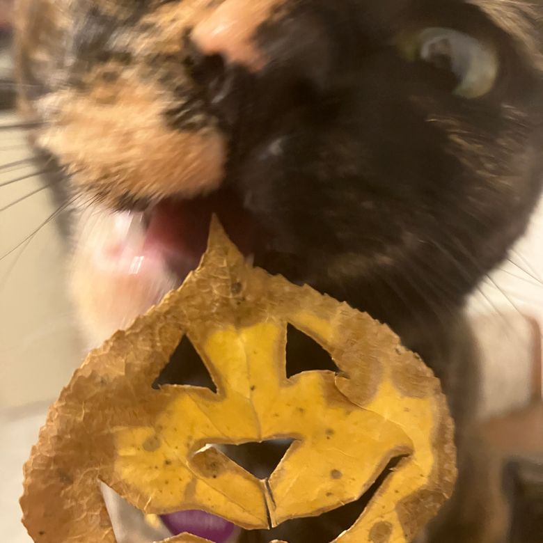 Glory the cat vs. aspen leaf cut like a pumpkin and mailed to me by Tess Witler <3